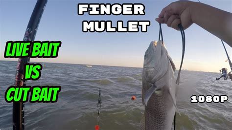 Live Bait vs Cut Bait Black drum, Redfish, Trout - YouTube