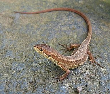 Japanese Grass Lizard Facts and Pictures | Reptile Fact