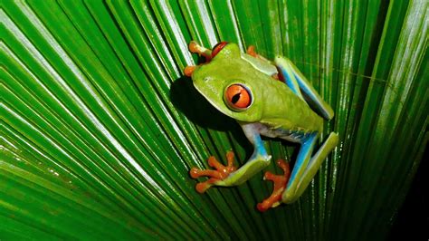 Wildlife im Tortuguero Nationalpark in Costa Rica - Welt Explorer