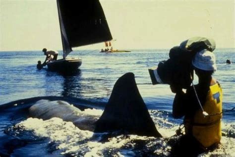 Jaws 2 - on The set - Behind the Scene | Jaws 2, Scenes, Jaws film