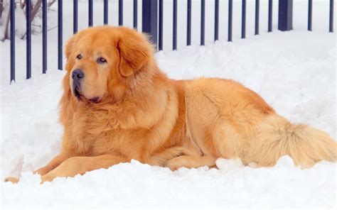 Tibetan Mastiff Puppy Sold For $2 Million | The Mary Sue