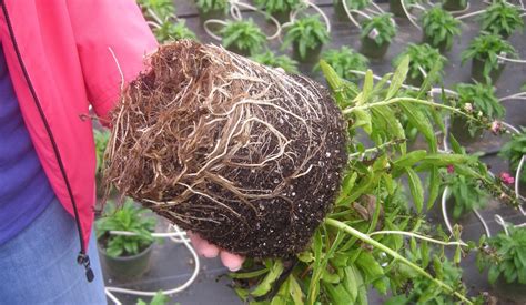 How to Fix and Prevent Root Rot - The Plant Gallery