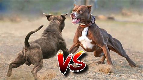 10 BEST FIGHTING Dogs In The World | Top 10 Fighting Dog Breeds - YouTube