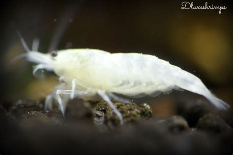 Painted White Snowball Shrimp - Genetics and Selective Breeding - The Shrimp Spot