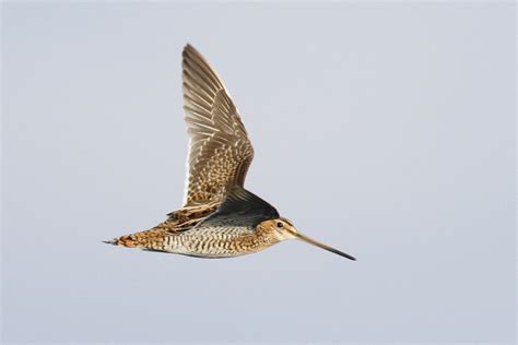 Common Snipe, Great Snipe and Eurasian Woodcock photo ID guide - BirdGuides