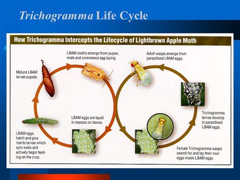 Trichogramma Chilonis Life Cycle