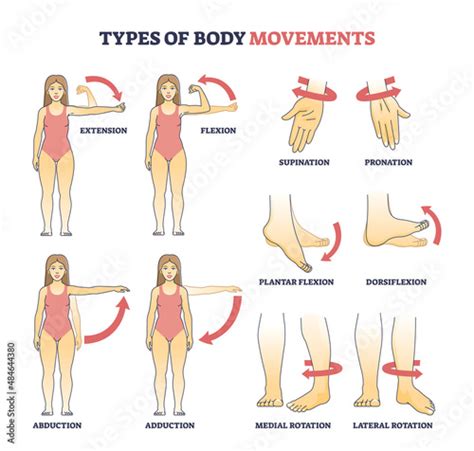 Types of body movements with muscular motion pose examples outline diagram. Labeled educational ...