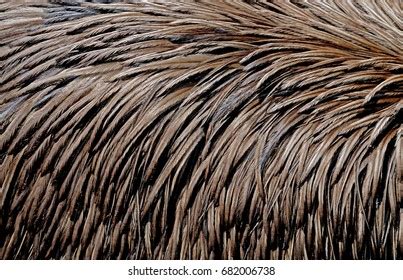 12,467 Emu feathers Images, Stock Photos & Vectors | Shutterstock