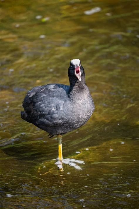 Eurasian Coot in Water and Open Beak Stock Image - Image of beak ...