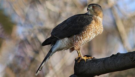 Cooper’s Hawk | Urban Raptor Conservancy