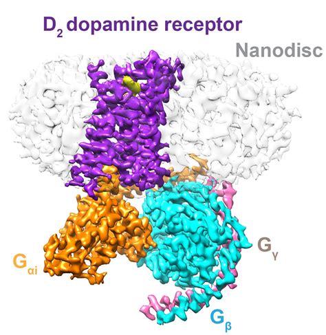 Viewing dopamine receptors in their native habitat