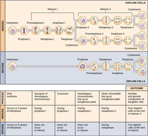 Dna replication in mitosis vs meiosis - wiserilo