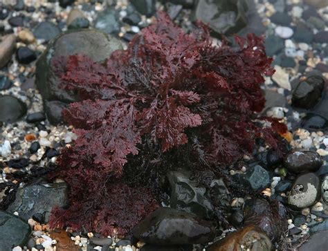 Algae blooms' sudden spread stumps scientists