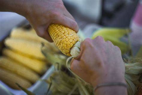 11 Practical Ways to Use Corn Husks | Corn husk, Corn dishes, Dried corn