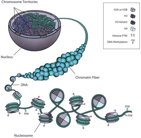 Biology | Free Full-Text | Insights into Chromatin Structure and ...