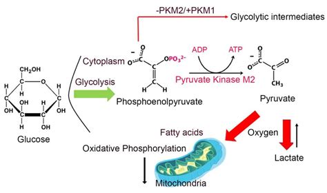 Metabolic and non-metabolic roles of pyruvate kinase M2 isoform in retinal rod photoreceptor ...