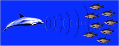 A real dolphin catching its prey (Kaveh et al. 2015) | Download ...