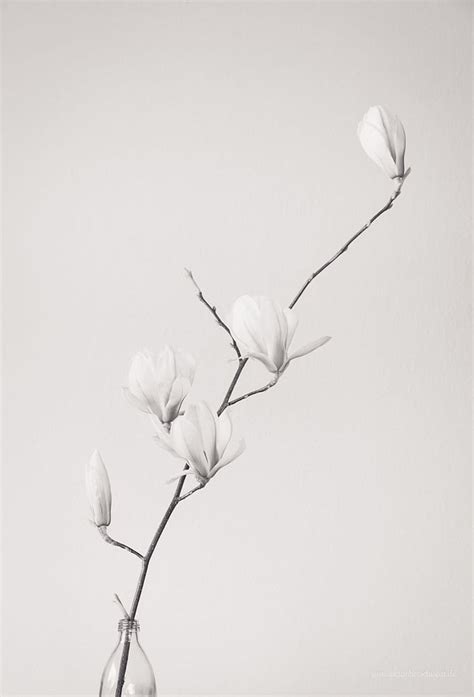 Black and white flower graphy. Flower aesthetic, iPad , Simple flowers, Simple White Floral HD ...