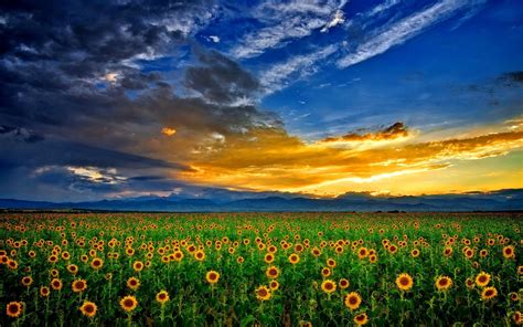 Sunflowers Field : Wallpapers13.com