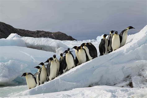 Emperor Penguins could march to extinction if nations fail to halt ...