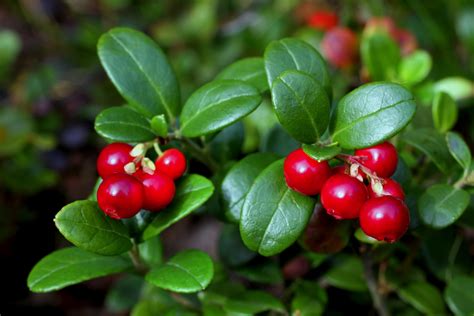 Some Good Blogs: Lingonberry, the New Super Fruit