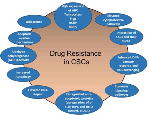 Resistance to drugs and cell death in cancer stem cells (CSCs)