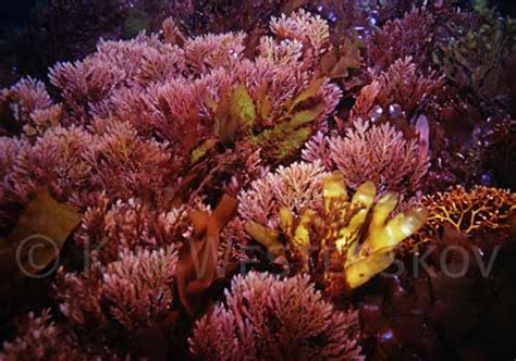 Red seaweeds – Seaweed – Te Ara Encyclopedia of New Zealand