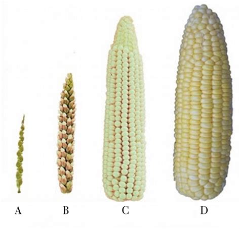 NephiCode: Does Corn Prove Others Were in the Land of Promise When Lehi ...