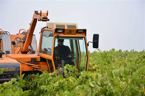 Harvesting Grapes by Machine - Hafner Vineyard