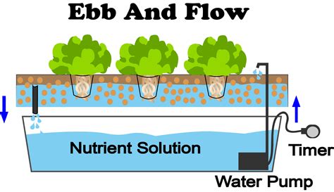 What Is Ebb And Flow Hydroponics? - NoSoilSolutions