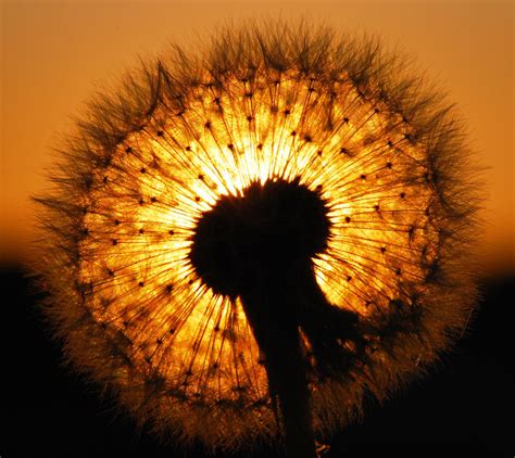 Dandelion Sunset 2.0 by KilianSSL on DeviantArt