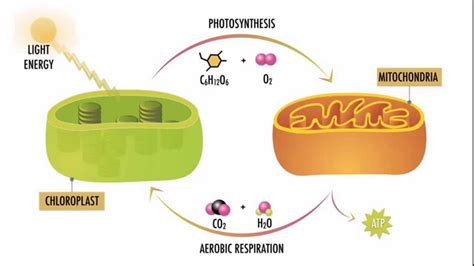 Photosynthesis and Respiration - YouTube