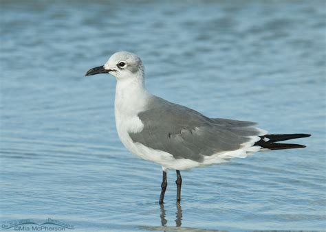 Laughing Gulls in breeding and nonbreeding plumage - Mia McPherson's On The Wing Photography