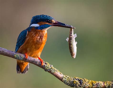 Birds, Bird, Animal, Fish, Kingfisher, HD wallpaper | Peakpx