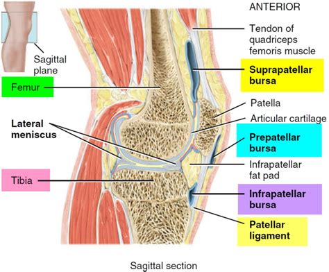 Bursitis - Hip, Trochanteric, Knee, Shoulder, Elbow - Causes & Treatment