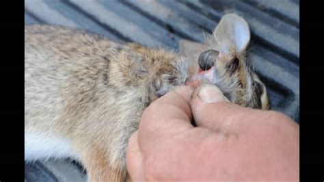 Wolf Worms Found in a Rabbit - YouTube