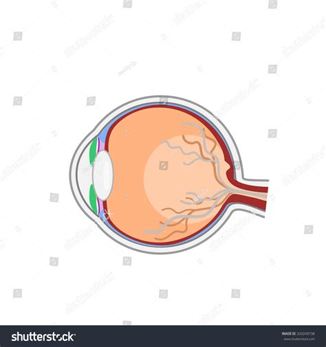 Normal Eye Anatomy Vector Stock Vector (Royalty Free) 320249738 ...