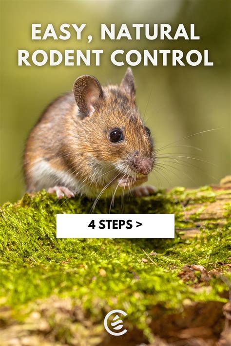 Easy & Natural Rodent Control in 4 Simple Steps in 2022 | Natural rodent control, Rodent control ...