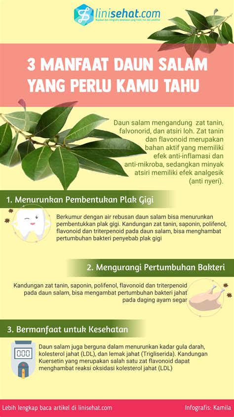 3 Manfaat Daun Salam yang Jarang Kamu Tau! - linisehat.com