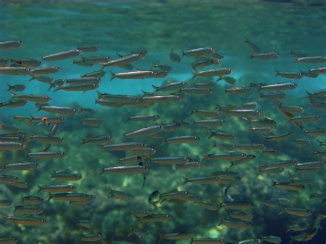New ocean forecast could help predict fish habitat six months in advance | UW News