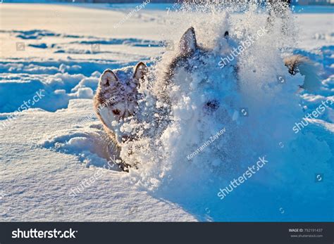 9,924 Dog Enjoying Snow Images, Stock Photos & Vectors | Shutterstock