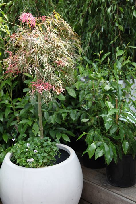 Trees for Pots | Do you know this one is for you?- TheTreeShop