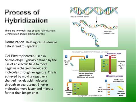 PPT - DNA Probing PowerPoint Presentation, free download - ID:2110493