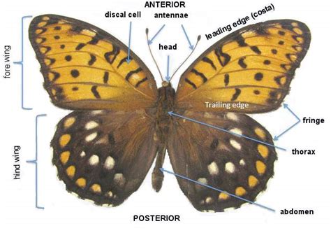 Lepidoptera Odonata Web Atlas: Glossary