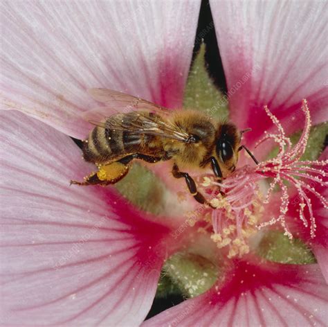 Bee pollination - Stock Image - B786/0580 - Science Photo Library