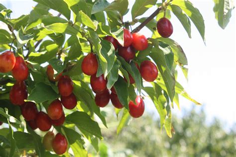 Cornellian Cherry - Cornus mas - 1 m tall Grafted Cultivars - Bulk Order