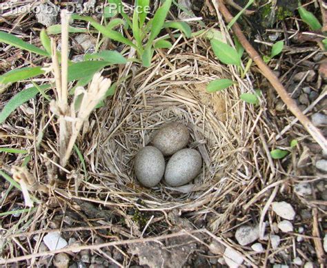 Horned Lark - East Cascades Audubon Society