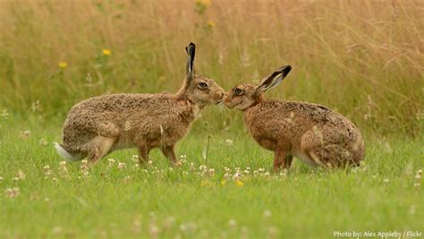 Interesting facts about hares – Just Fun Facts