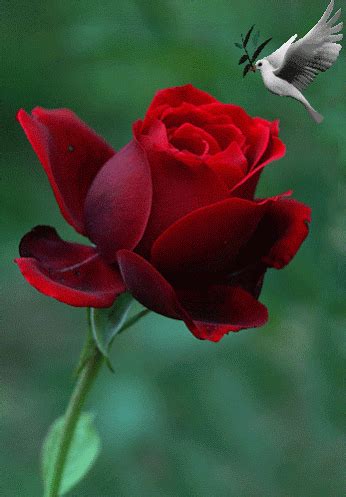 Pin de HOSAM en وُرٍدِ جٍميلُ جٍدِآ | Flor rosa roja, Fotos de rosas ...