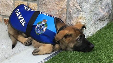 Police Dog Fails Academy for Being Too Friendly, Gets New ‘Regal’ Job ...